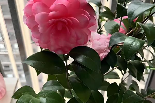 茶花的别称，也叫山茶花