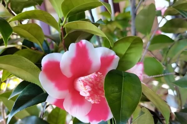 茶花的别称，也叫山茶花