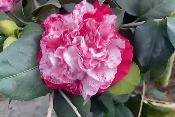 茶花的别称，也叫山茶花