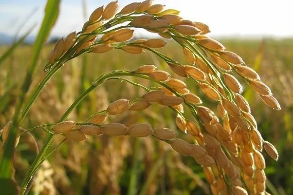 种子成熟的特点，分为生理成熟和形态成熟