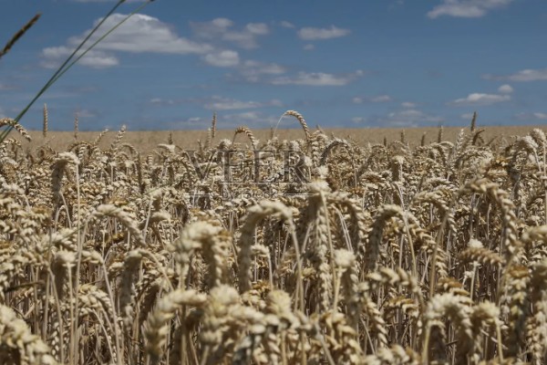 种子成熟的特点，分为生理成熟和形态成熟