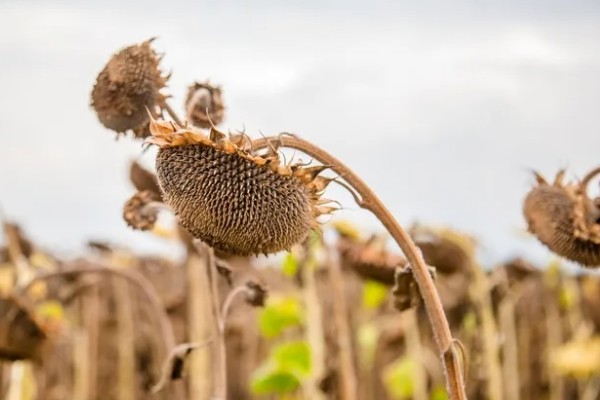 种子成熟的特点，分为生理成熟和形态成熟