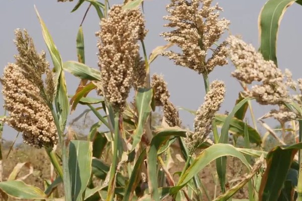 种子成熟的特点，分为生理成熟和形态成熟