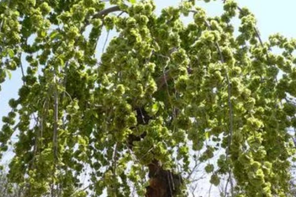 种子成熟的特点，分为生理成熟和形态成熟