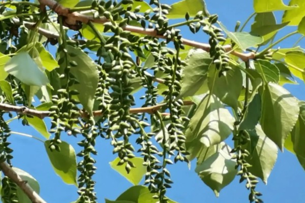 种子成熟的特点，分为生理成熟和形态成熟