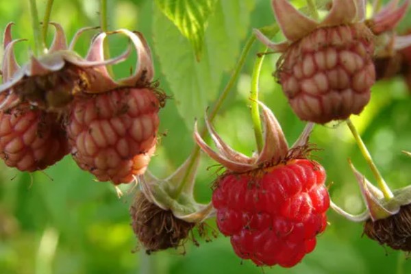 种子成熟的特点，分为生理成熟和形态成熟