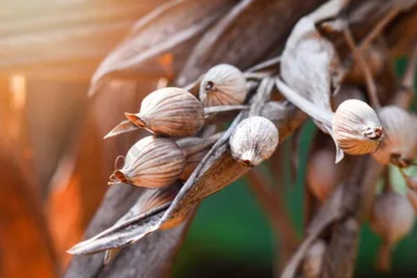 种子成熟的特点，分为生理成熟和形态成熟