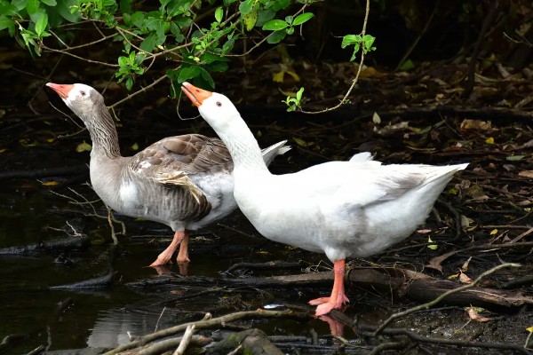 鹅几个月会长成年鹅,约2-3个月左右