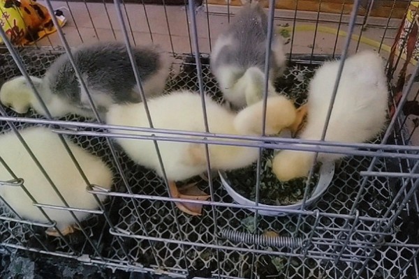 鹅几个月会长成年鹅,约2-3个月左右