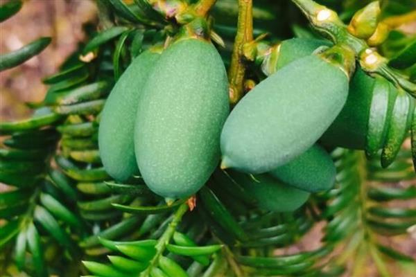 香榧被称为坚果之王的原因,主要受到以下4个难点的影响