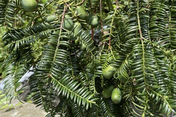 香榧被称为坚果之王的原因,主要受到以下4个难点的影响
