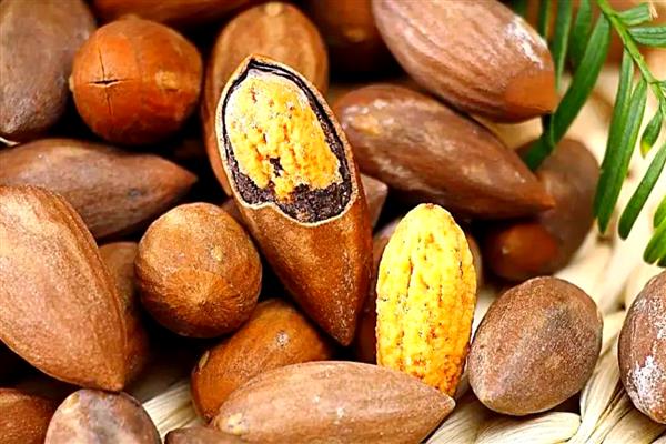 香榧被称为坚果之王的原因,主要受到以下4个难点的影响