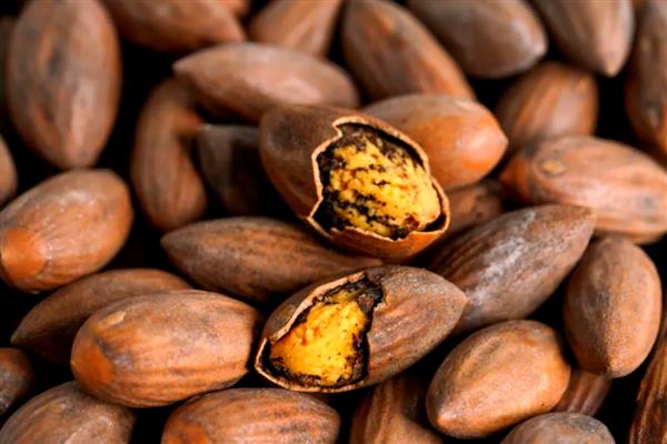 香榧被称为坚果之王的原因,主要受到以下4个难点的影响