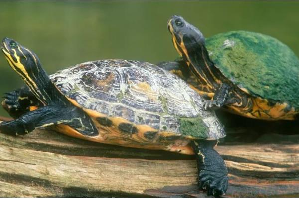 乌龟身体腐烂能用碘伏吗,可以使用碘伏消毒