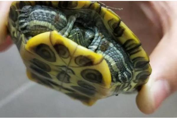 乌龟身体腐烂能用碘伏吗,可以使用碘伏消毒