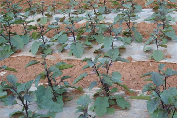 防治茄子空泡果的技巧，不要偏施氮肥