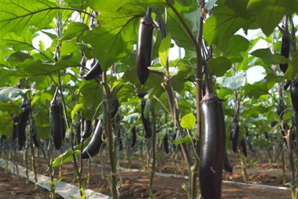 防治茄子空泡果的技巧，不要偏施氮肥