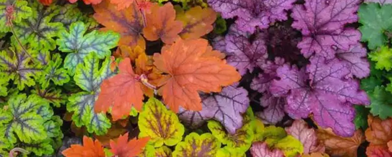 夏季怎么养护矾根，适宜生长在凉爽的环境中