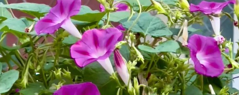 牵牛花的根部为何会枯萎变黄，一般是过度浇水、土壤板结等原因引起