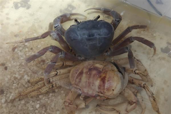 螃蟹换壳前的征兆，外壳颜色会变黄、发亮等