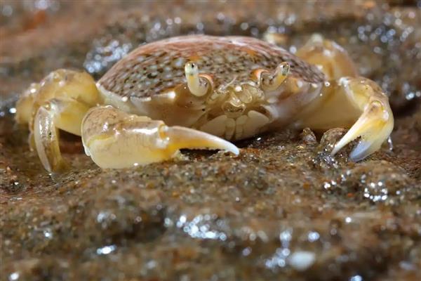 螃蟹换壳前的征兆，外壳颜色会变黄、发亮等