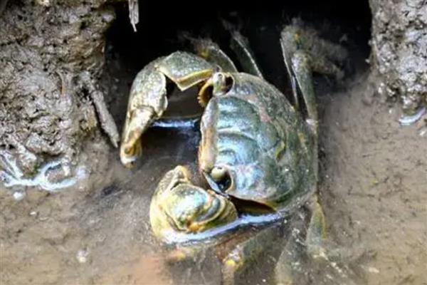 螃蟹换壳前的征兆，外壳颜色会变黄、发亮等