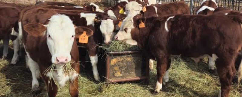 牛后腿无力站不起来的原因，可能是营养不良、患有肢体病所致