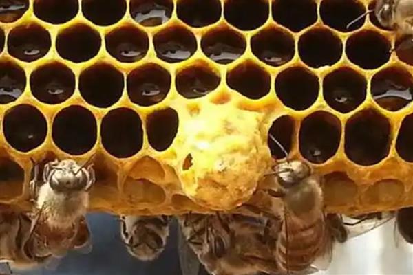 急造王台有几个,少则可能十几个