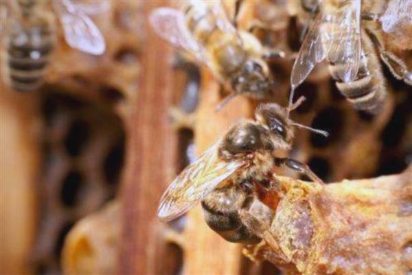 急造王台有几个,少则可能十几个