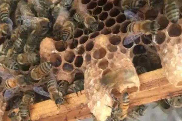 急造王台有几个,少则可能十几个