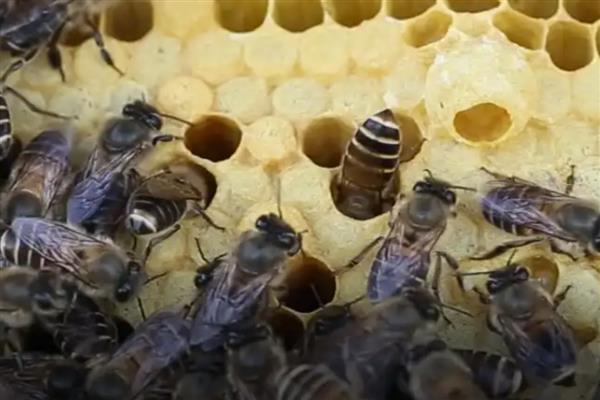 急造王台有几个,少则可能十几个