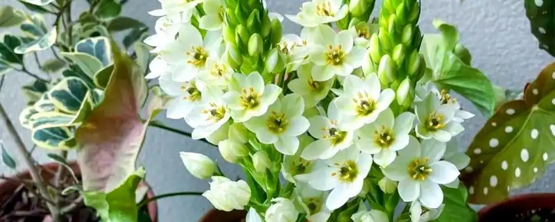 虎眼万年青的浇水方法，不同生长期的浇水方法不同