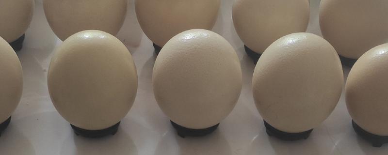 鸵鸟蛋多大一个，高度约15厘米