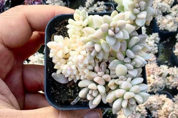 姬秋丽为什么会掉叶，一般是浇水太多、缺少光照和养分所致