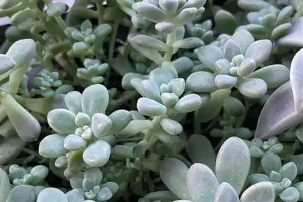 姬秋丽为什么会掉叶，一般是浇水太多、缺少光照和养分所致