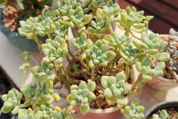 姬秋丽为什么会掉叶，一般是浇水太多、缺少光照和养分所致