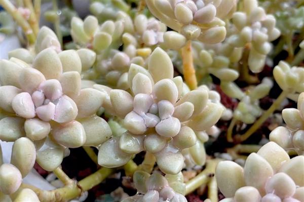 姬秋丽为什么会掉叶，一般是浇水太多、缺少光照和养分所致