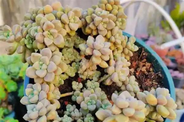 姬秋丽为什么会掉叶，一般是浇水太多、缺少光照和养分所致