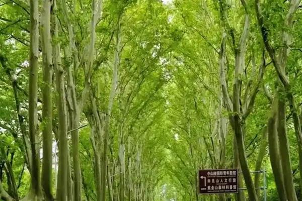 梧桐树如何修剪，冬季对树体进行一次大的截干