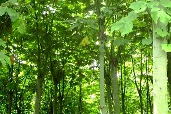 梧桐树如何修剪，冬季对树体进行一次大的截干