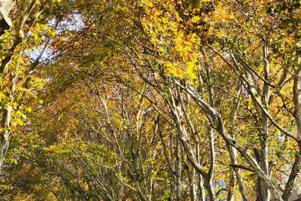 梧桐树如何修剪，冬季对树体进行一次大的截干