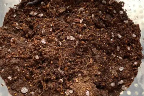 大岩桐花的养殖方法,春秋季节放在室外让它晒光