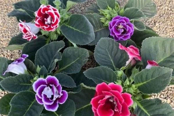 大岩桐花的养殖方法,春秋季节放在室外让它晒光