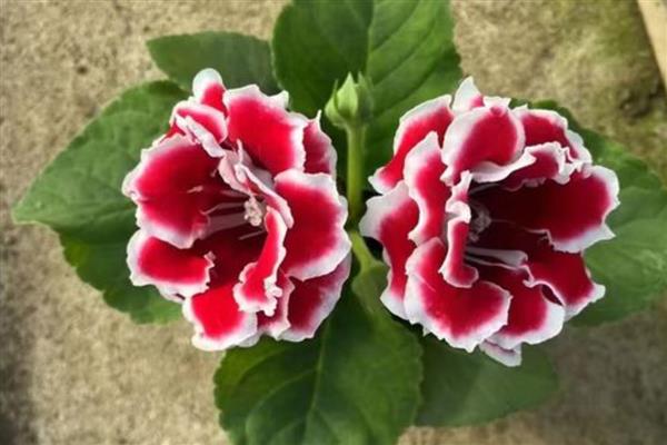 大岩桐花的养殖方法,春秋季节放在室外让它晒光