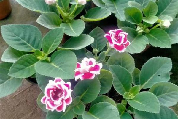 大岩桐花的养殖方法,春秋季节放在室外让它晒光