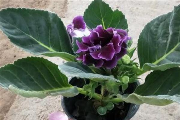 大岩桐花的养殖方法,春秋季节放在室外让它晒光