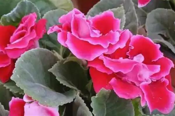 大岩桐花的养殖方法,春秋季节放在室外让它晒光