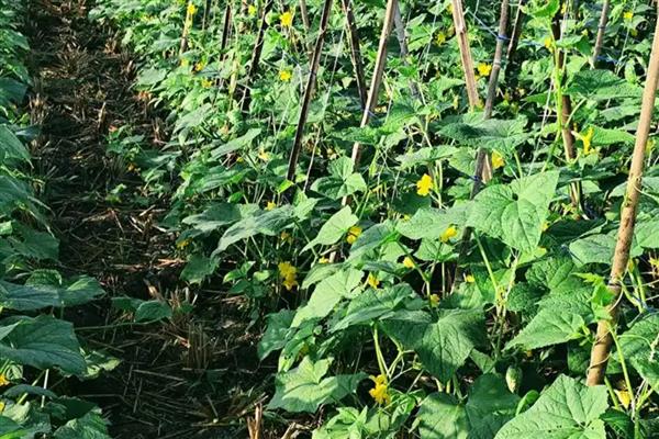 怎么防治黄瓜花叶病毒病，发病初期喷施植病灵乳剂等药物