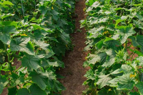 怎么防治黄瓜花叶病毒病，发病初期喷施植病灵乳剂等药物