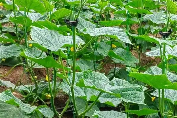 怎么防治黄瓜花叶病毒病，发病初期喷施植病灵乳剂等药物